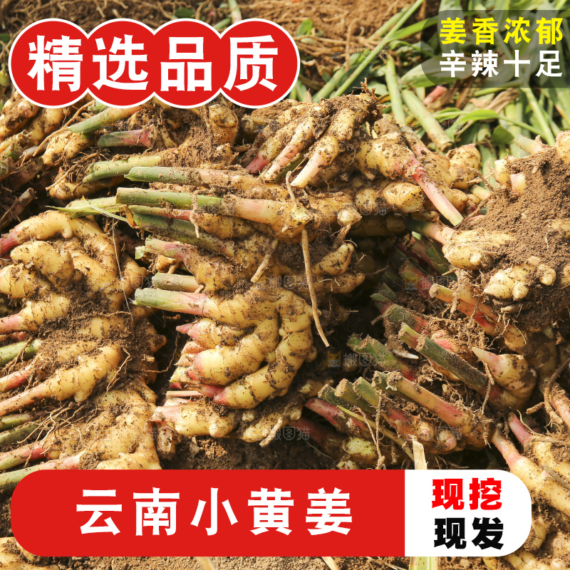 新鲜现挖的黄姜