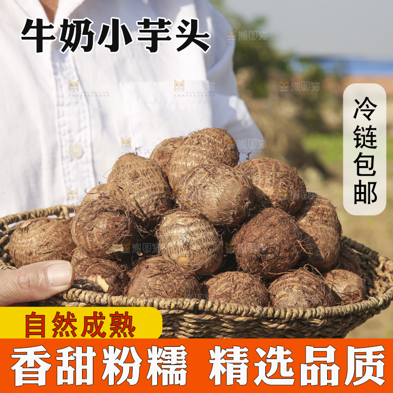 手里拿着新鲜小芋头