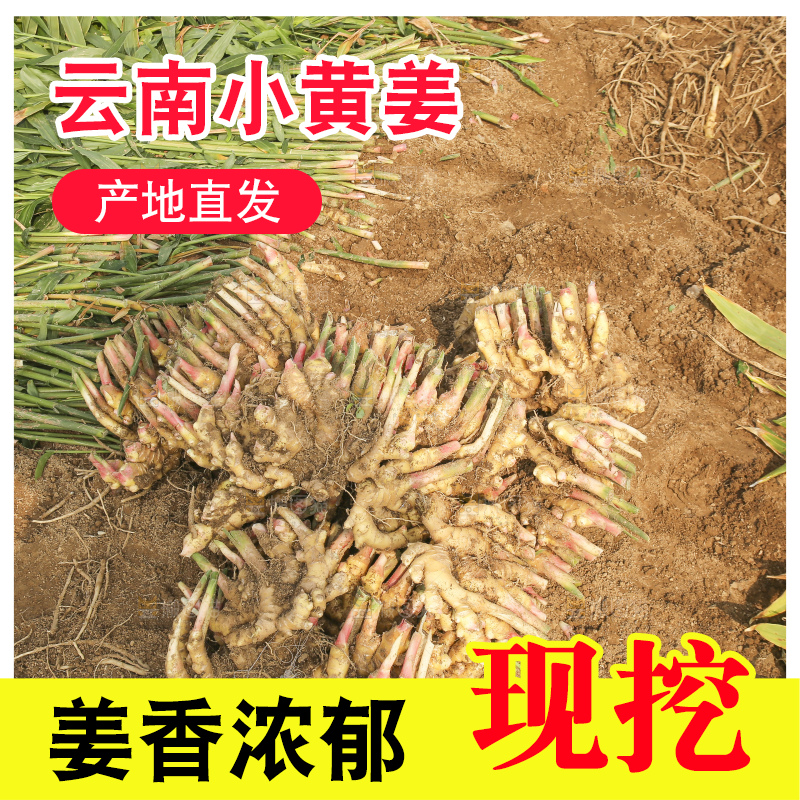 地里的小黄姜