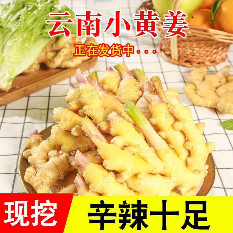 浅底上的小黄姜