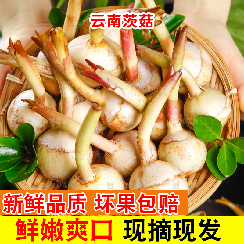 手里拿着白茨菇