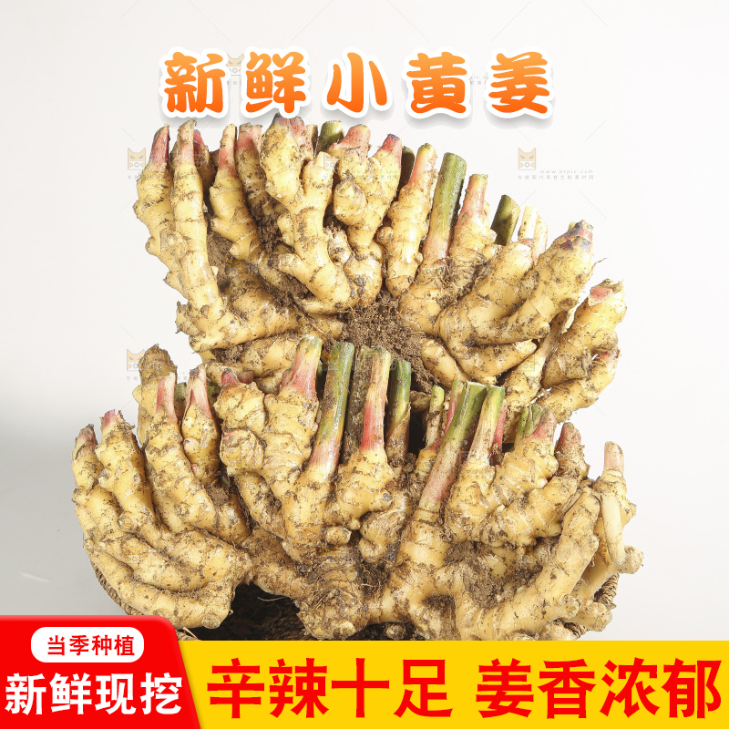 浅底上的云南小黄姜