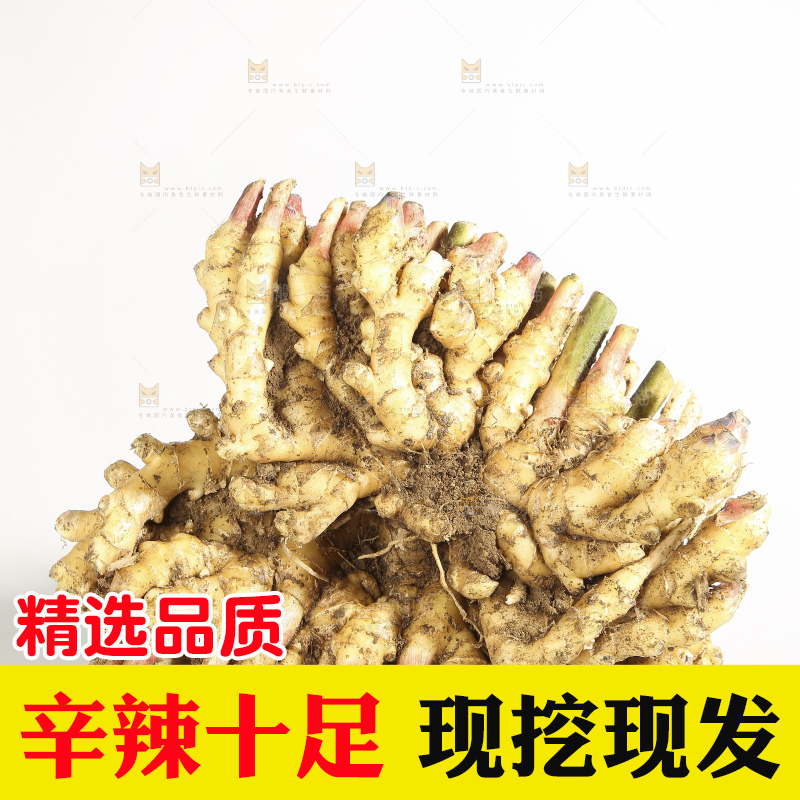 浅底上的云南小黄姜