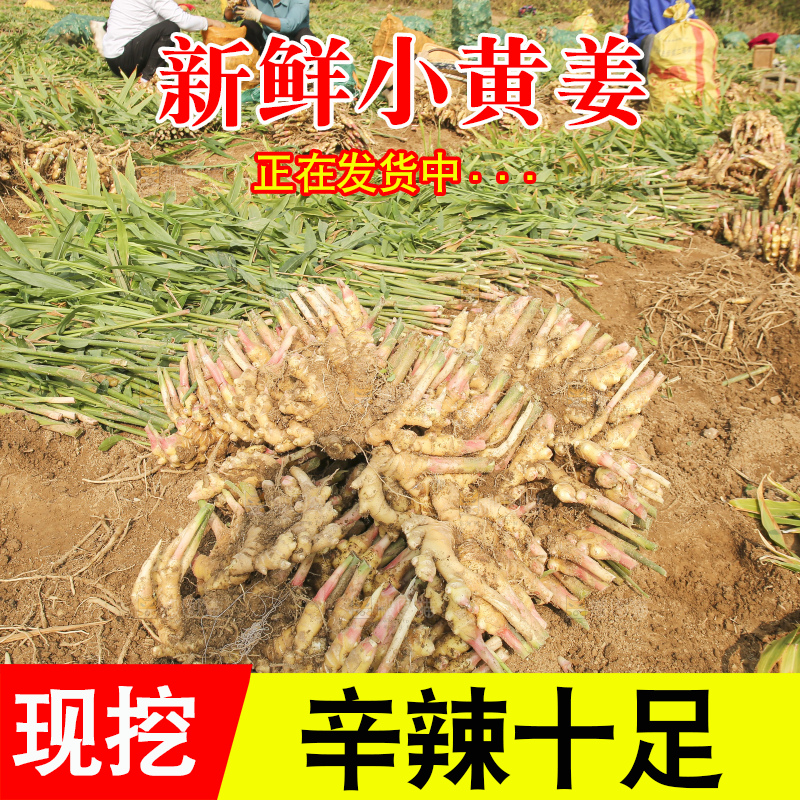 地里的小黄姜