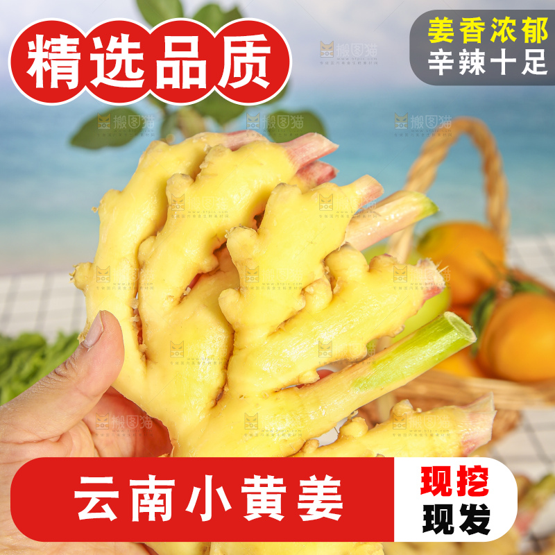 浅底上的小黄姜