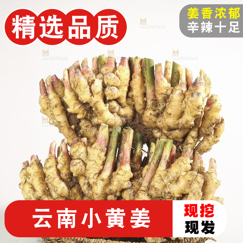 浅底上的云南小黄姜
