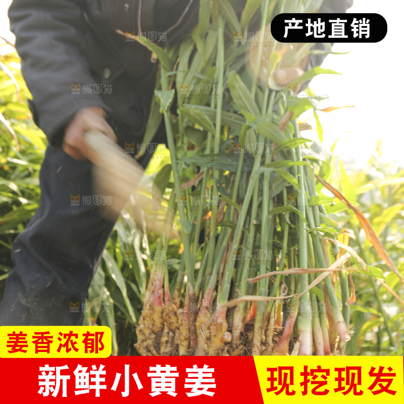 农民手里拿着新鲜小黄姜