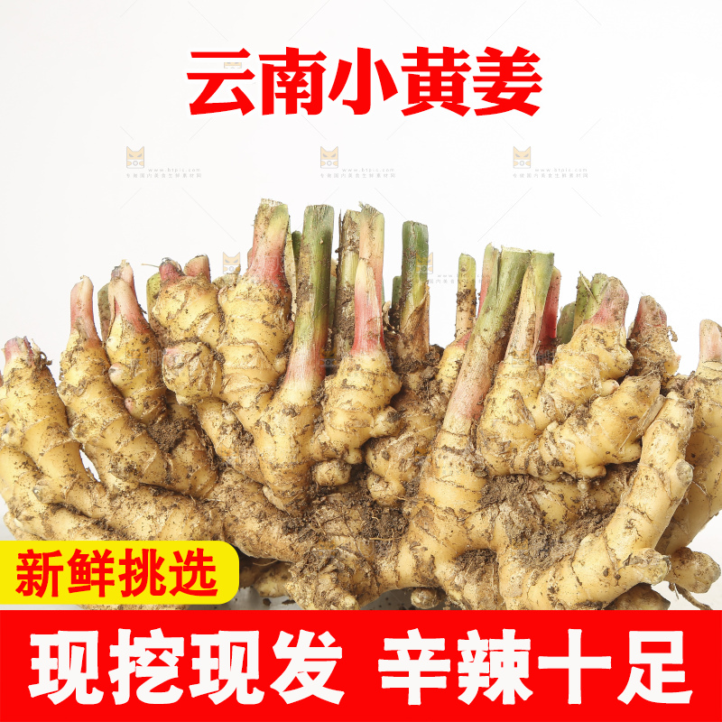 浅底上的云南小黄姜
