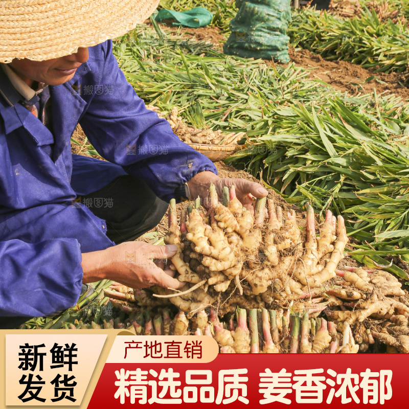 农民手里拿着新鲜小黄姜