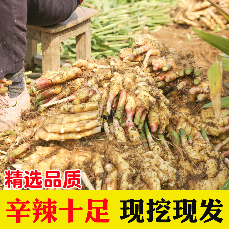 地里的小黄姜