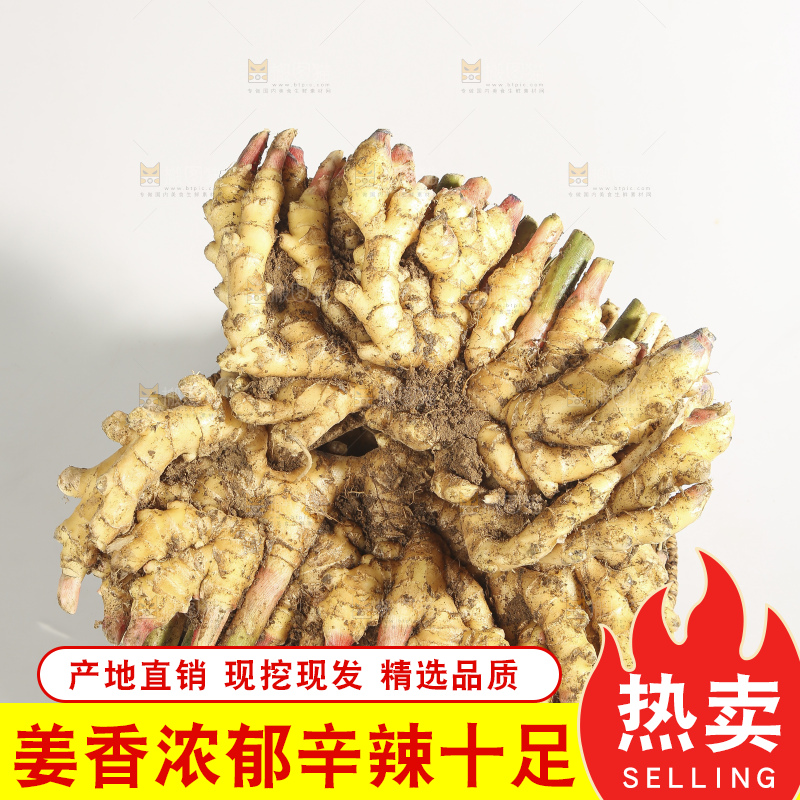 浅底上的云南小黄姜