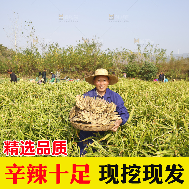农民手里拿着新鲜小黄姜
