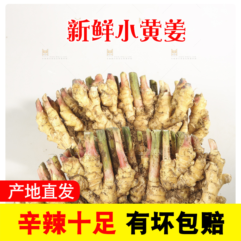 浅底上的云南小黄姜
