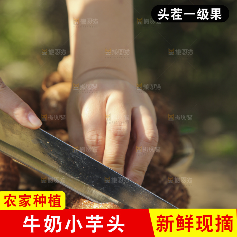 手里拿着新鲜小芋头