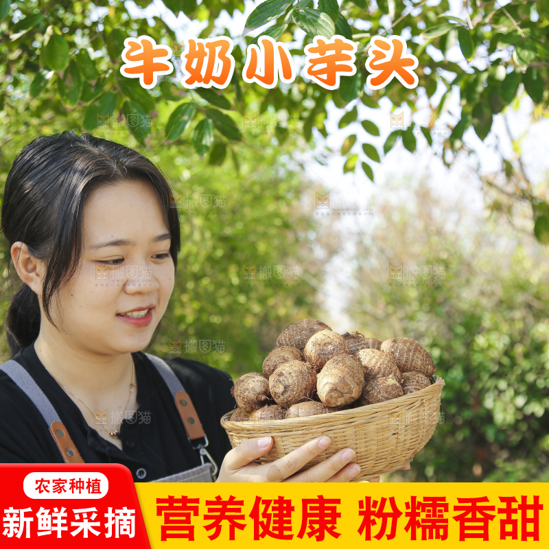 手里拿着新鲜小芋头
