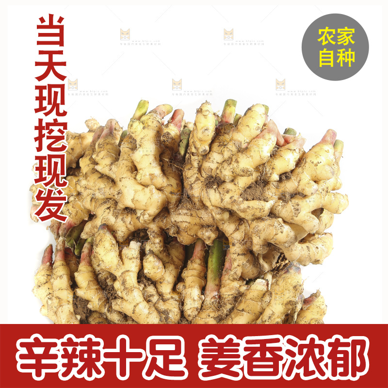 白底上的小黄姜