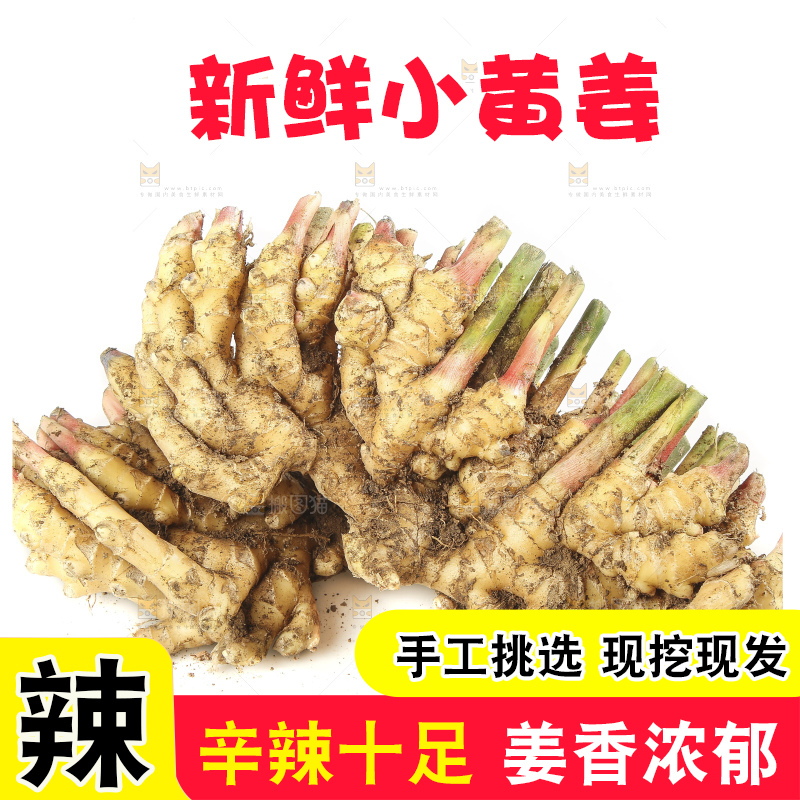 白底上的小黄姜