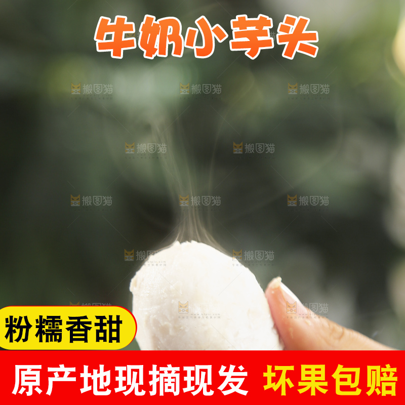 手里拿着新鲜小芋头