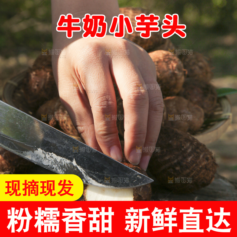 手里拿着新鲜小芋头