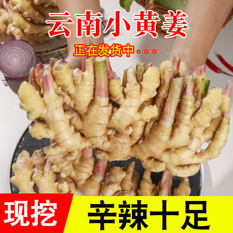 浅底上的小黄姜