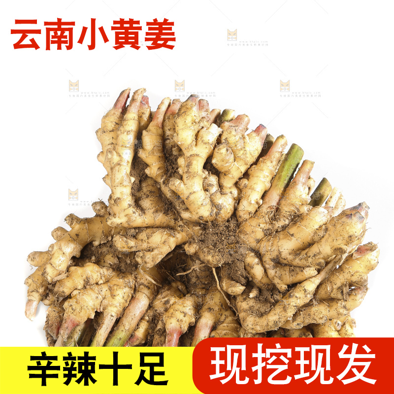 白底上的小黄姜