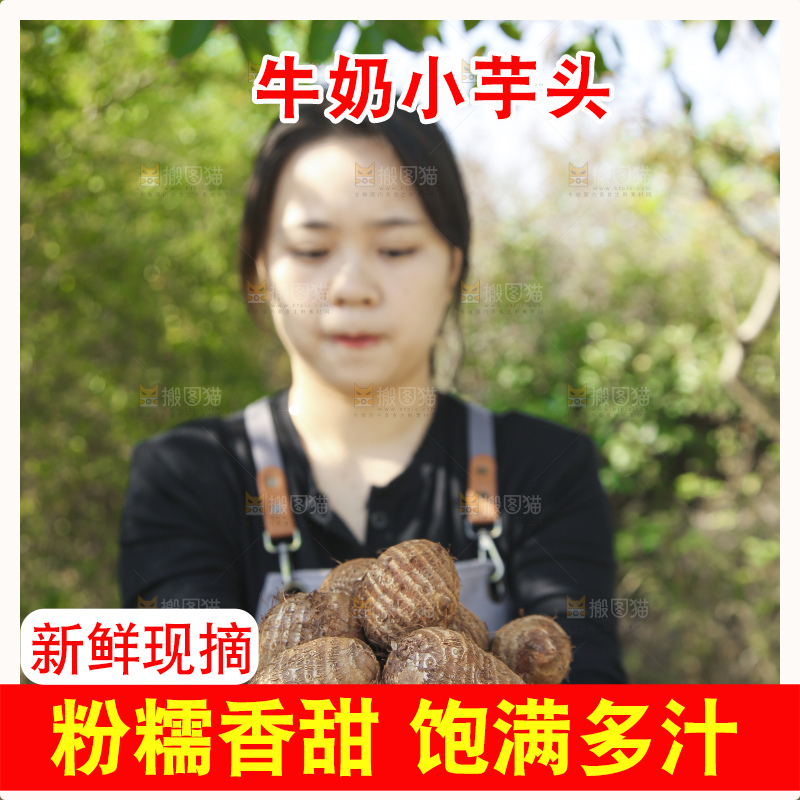 手里拿着新鲜小芋头