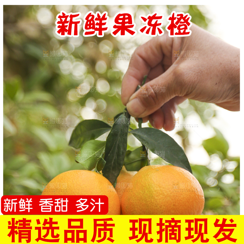 手里拿着爱媛果冻橙