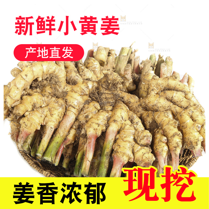 白底上的小黄姜