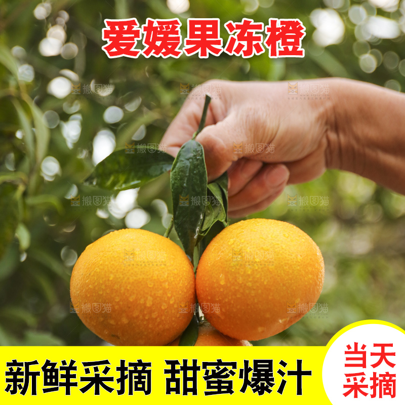 手里拿着爱媛果冻橙