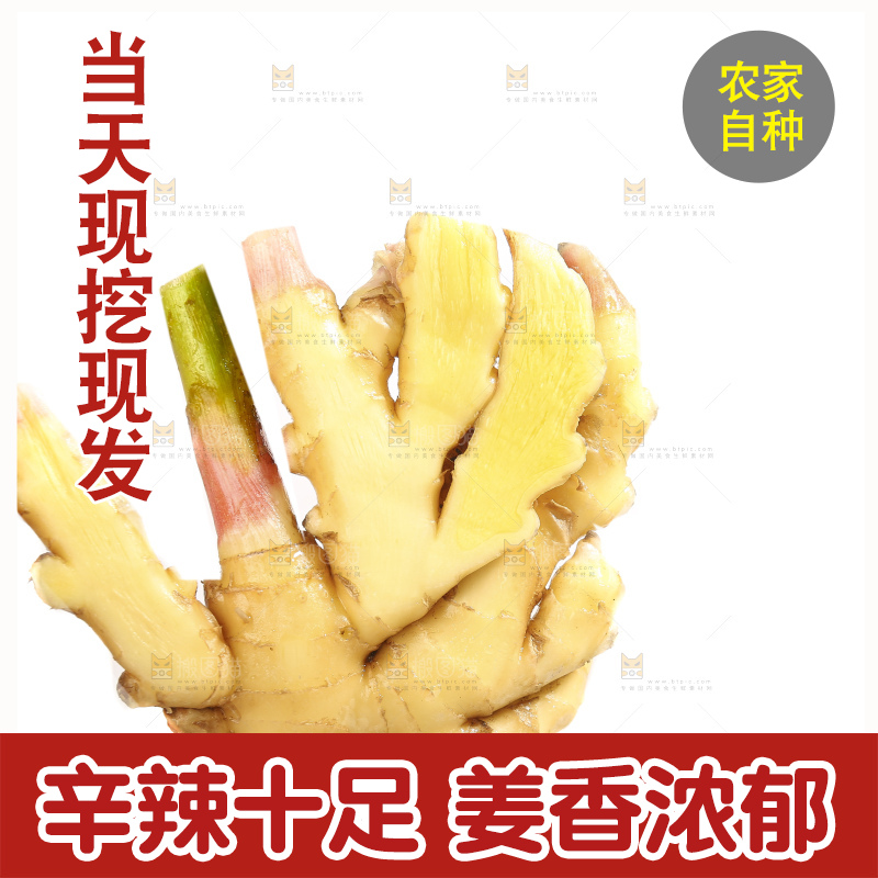 白底上的小黄姜