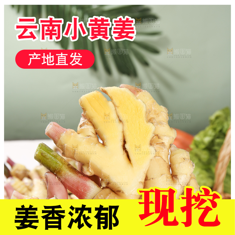 浅底上的小黄姜