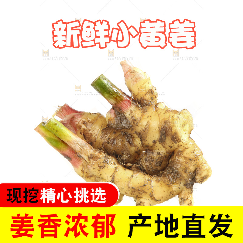 白底上的小黄姜