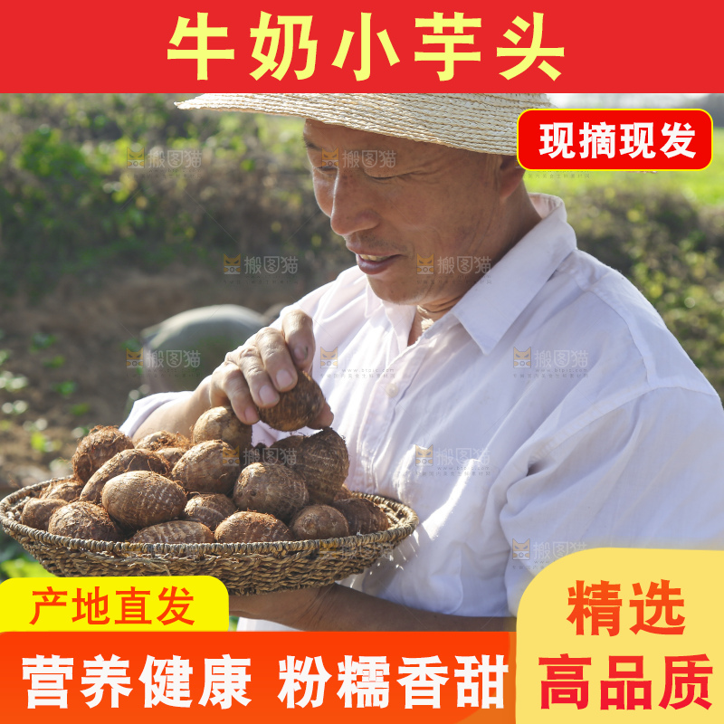 手里拿着新鲜小芋头