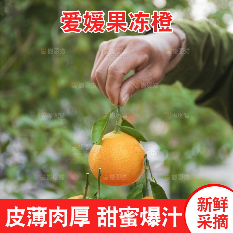 手里拿着爱媛果冻橙