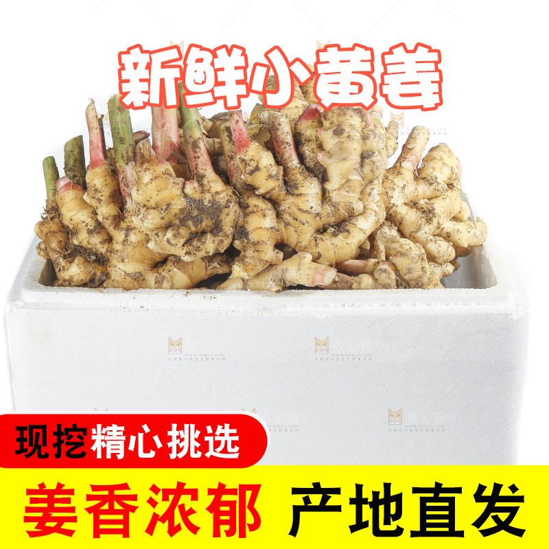 白底上的小黄姜
