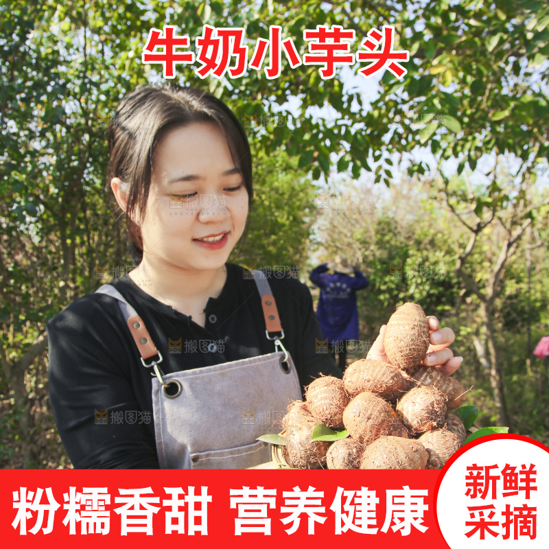 手里拿着新鲜小芋头