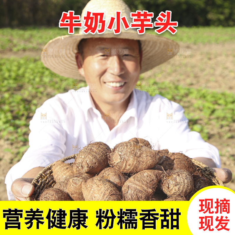 手里拿着新鲜小芋头