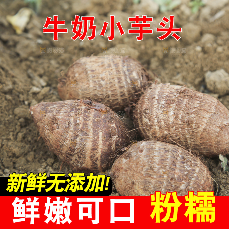 地里的新鲜小芋头