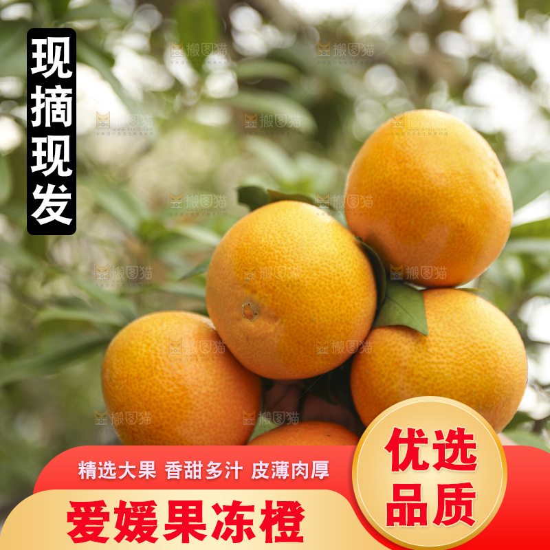 手里拿着爱媛果冻橙