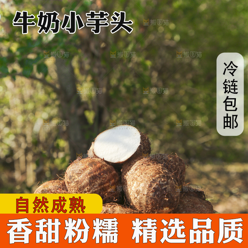 地里的新鲜小芋头