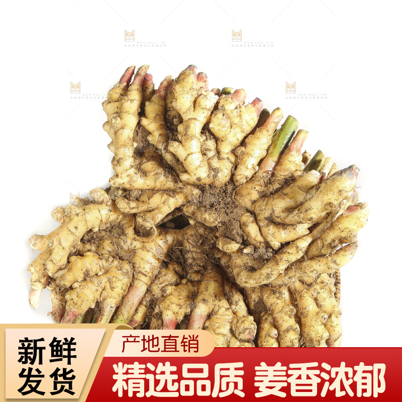 白底上的小黄姜