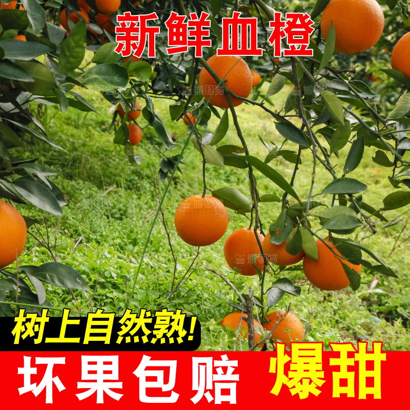 树上的中华红血橙