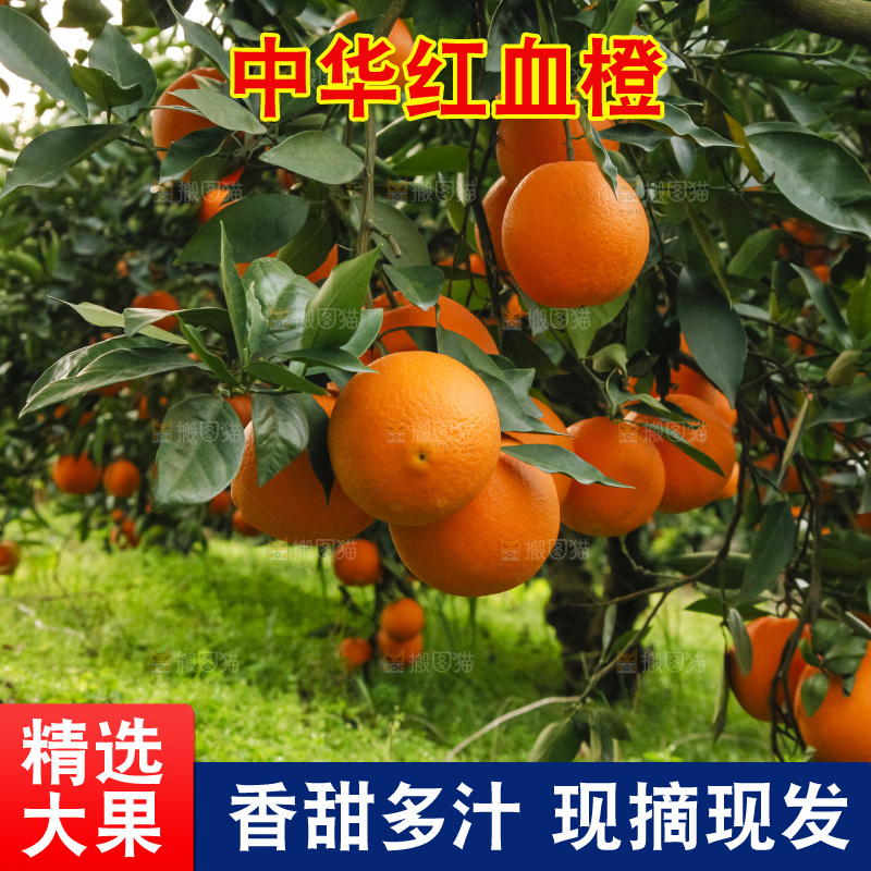 树上的中华红血橙