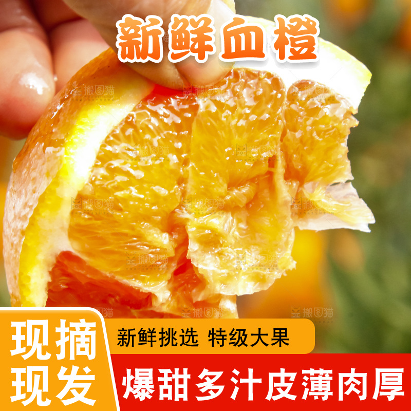 树上的中华红血橙