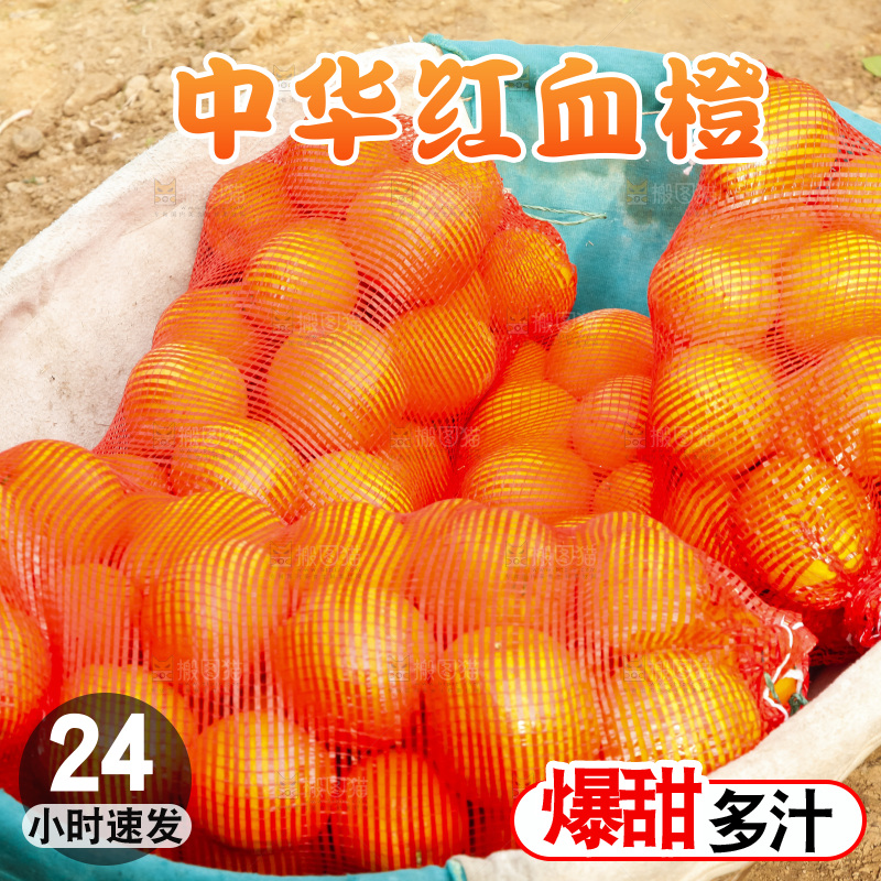 树上的中华红血橙