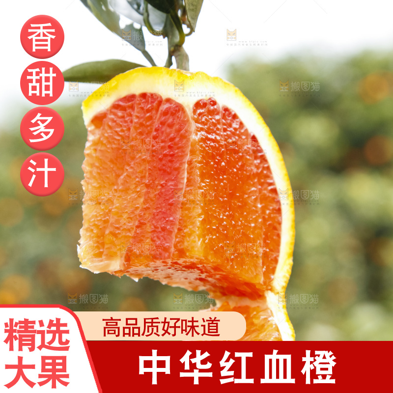 树上的中华红血橙