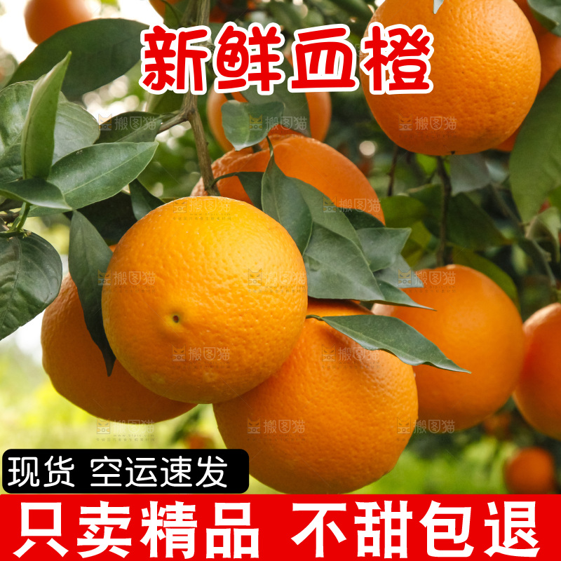 树上的中华红血橙