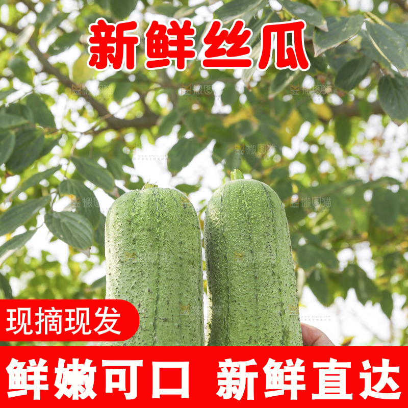手里拿着新鲜丝瓜