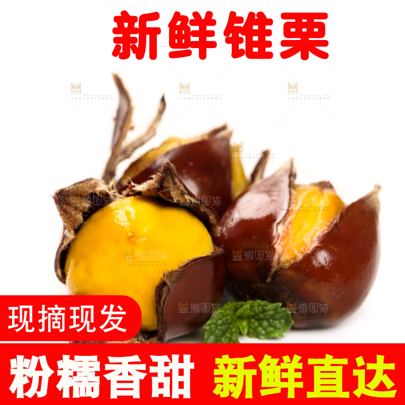 白底上的锥栗