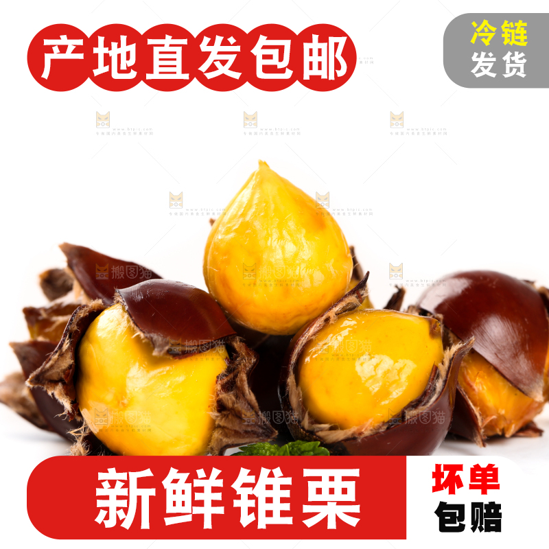 白底上的锥栗